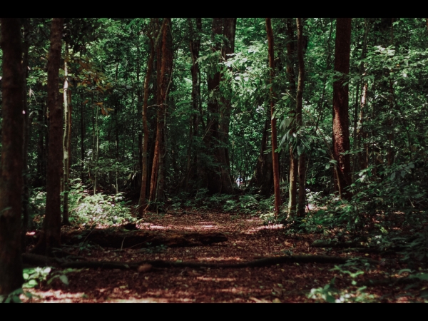 forest view